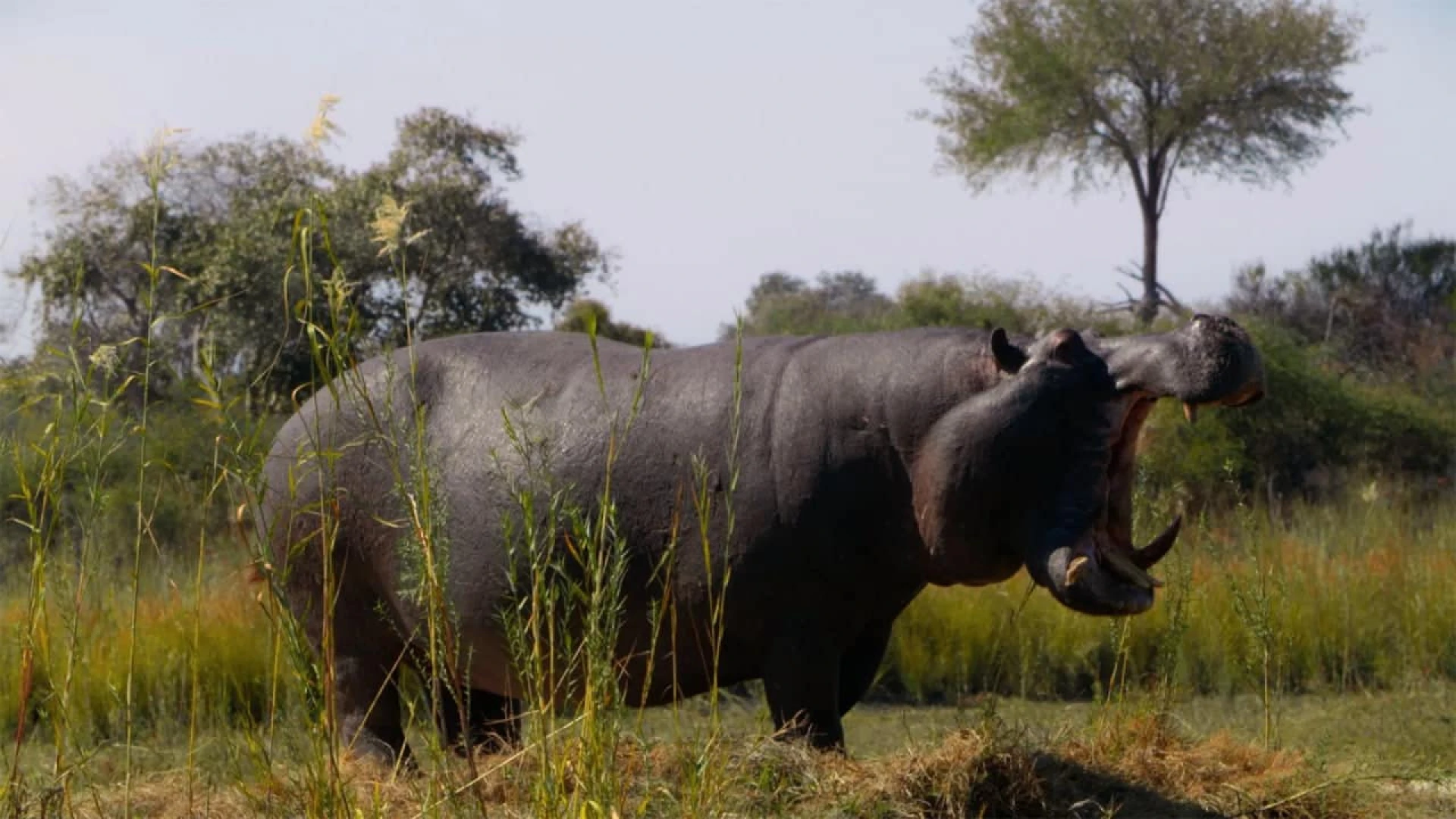 دانلود فیلم Pepe 2024