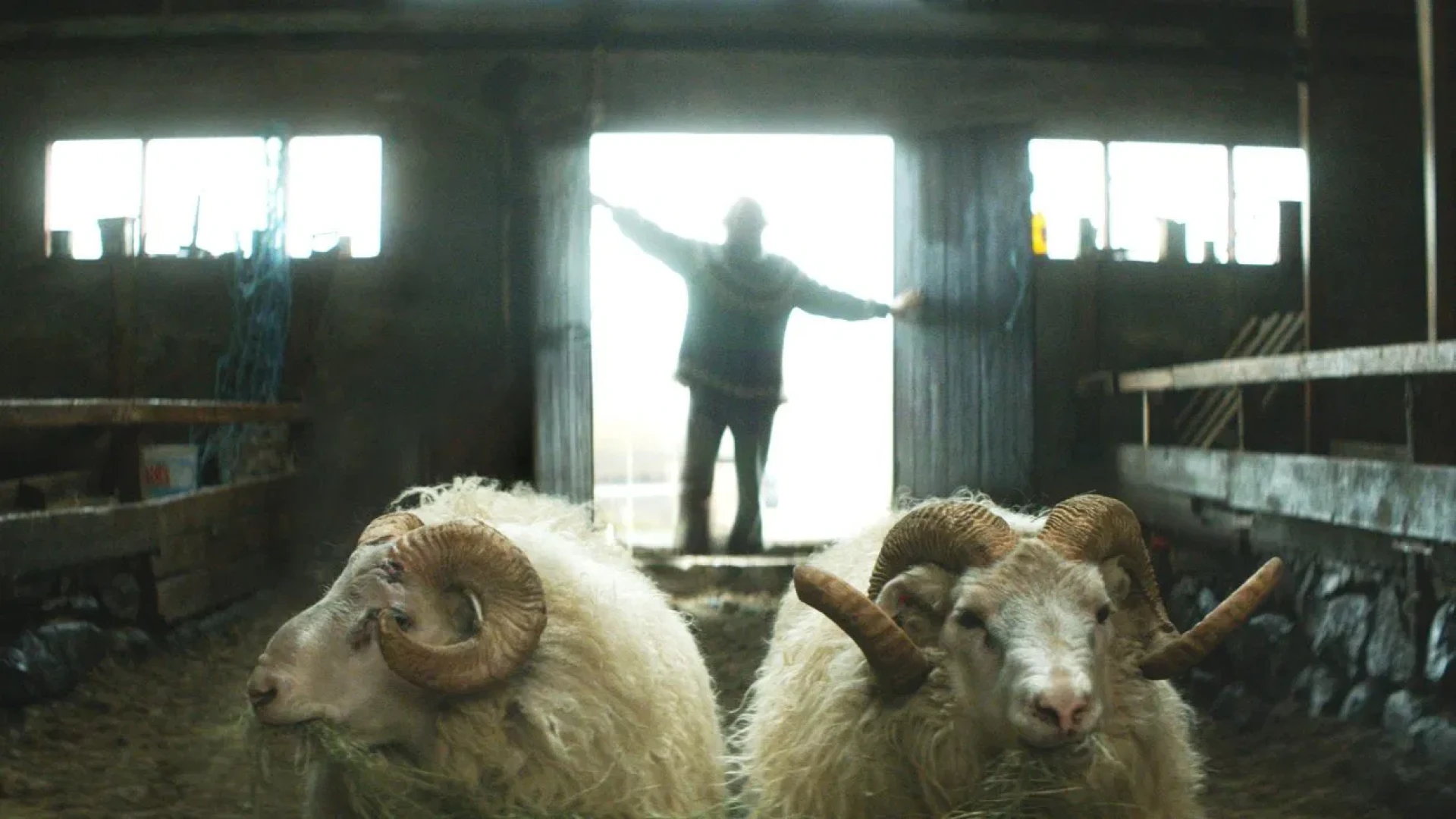 دانلود فیلم Rams 2015