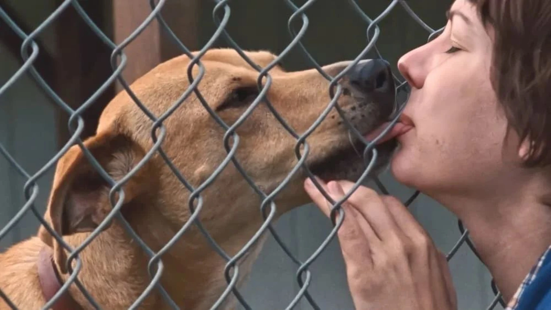 دانلود فیلم Wendy and Lucy 2008